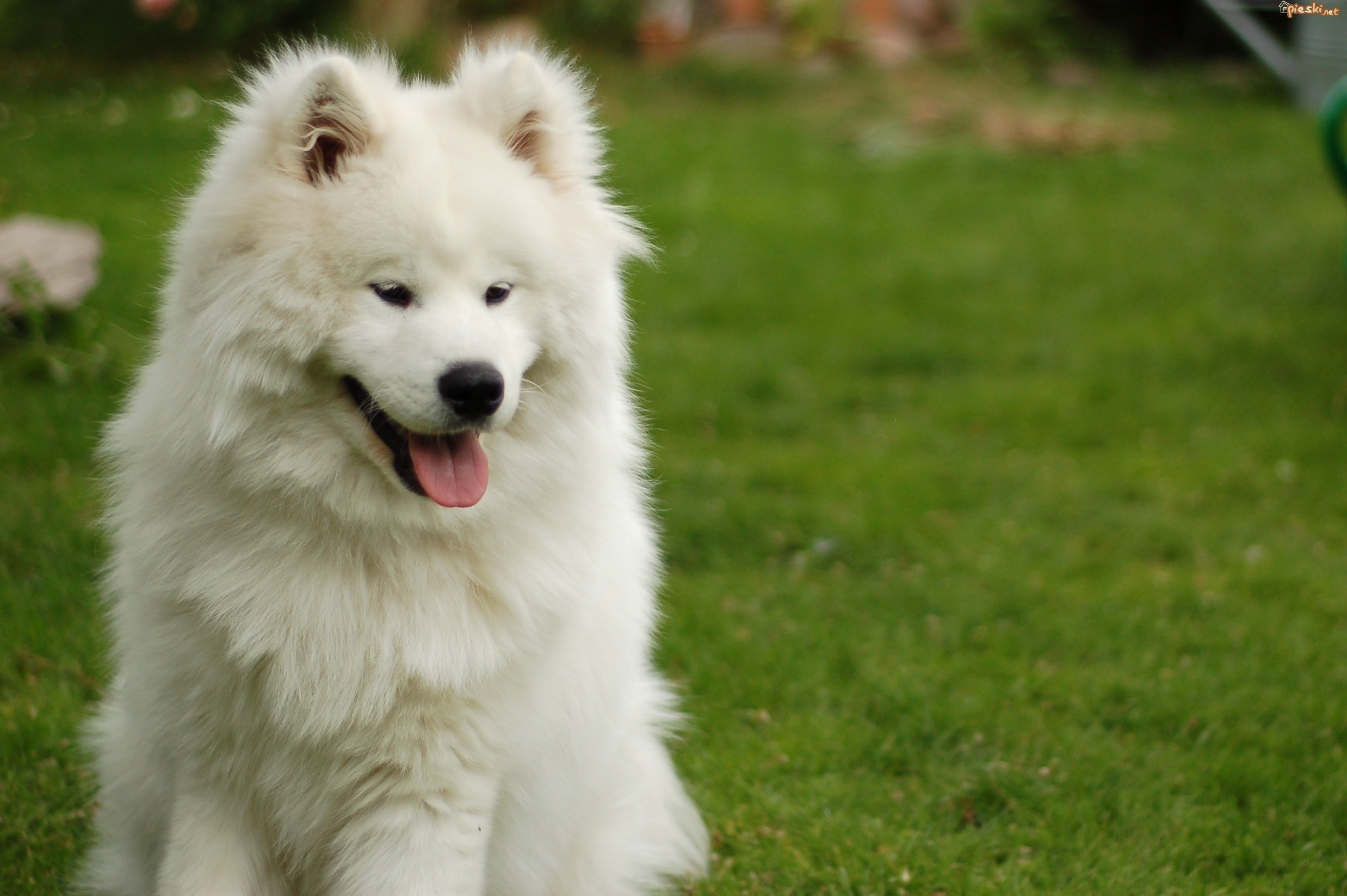 sliczny-samojed